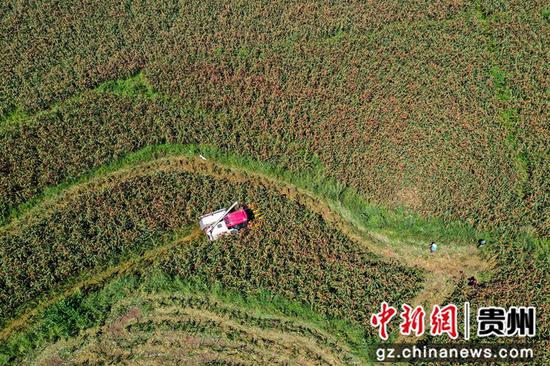 2023年8月31日，工作人员在务川县黄都镇云丰村高粱种植基地里操作农机收获高粱（无人机照片）。徐飞 摄