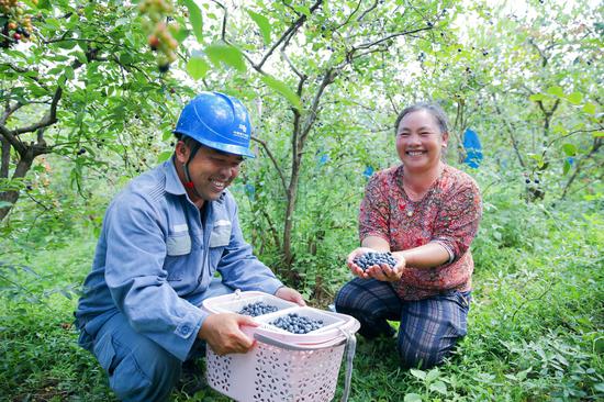 南方电网贵州凯里麻江供电局工作人员帮助当地农户采收蓝莓。王春璇 摄