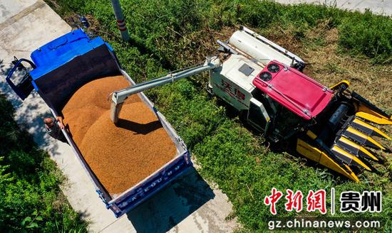 2023年8月31日，工作人员在务川县黄都镇云丰村高粱种植基地里操作农机装载高粱（无人机照片）。徐飞 摄