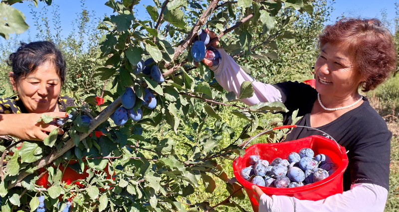 9月1日，在新疆伊犁哈萨克自治州察布查尔锡伯自治县的伊犁金九农业开发有限公司林果种植基地，果农在喜摘个大饱满的新梅，脸上洋溢着幸福的笑容。华岩明摄 