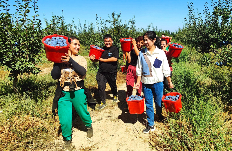 9月1日，在新疆伊犁哈萨克自治州察布查尔锡伯自治县的伊犁金九农业开发有限公司林果种植基地，驻村工作队队员与果农一道搬运新梅。华岩明摄 