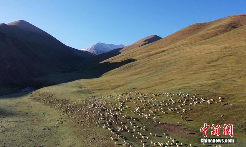 新疆和靜縣：逾百萬頭牲畜轉場 獨特“搬家”場面壯觀