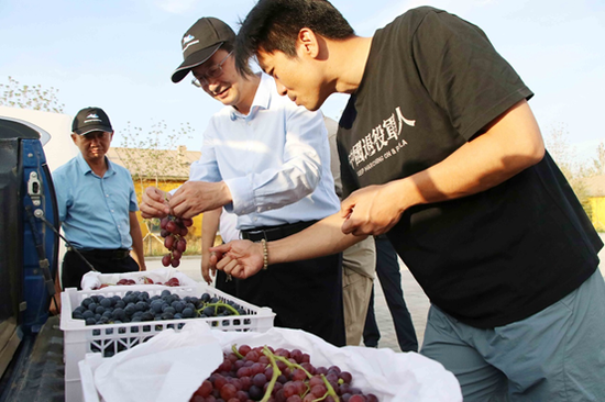 电影《天山之子张仲瀚》中谢高忠扮演者王大奇（右一）品尝一四七团种植的葡萄。