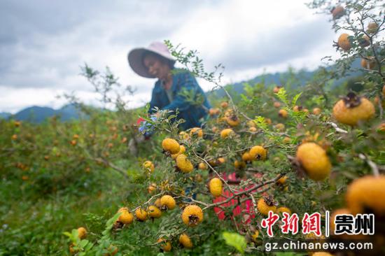 2023年9月4日，村民在贵州省从江县秀塘壮族乡八村村刺梨基地采摘刺梨。