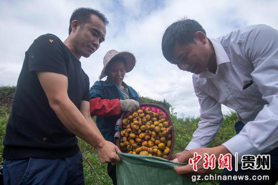 2023年9月4日，村民在贵州省从江县秀塘壮族乡八村村刺梨基地装运刺梨。