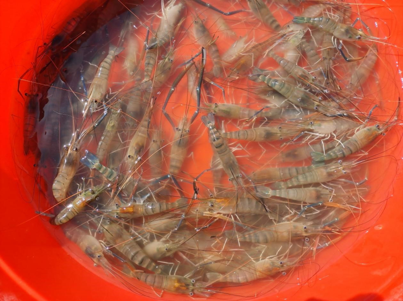 新疆察布查爾縣：地產羅氏沼蝦上市 吃蝦不再“求”遠方