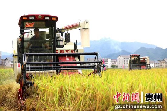 旺草镇水稻机械化收割。王婵娟 摄