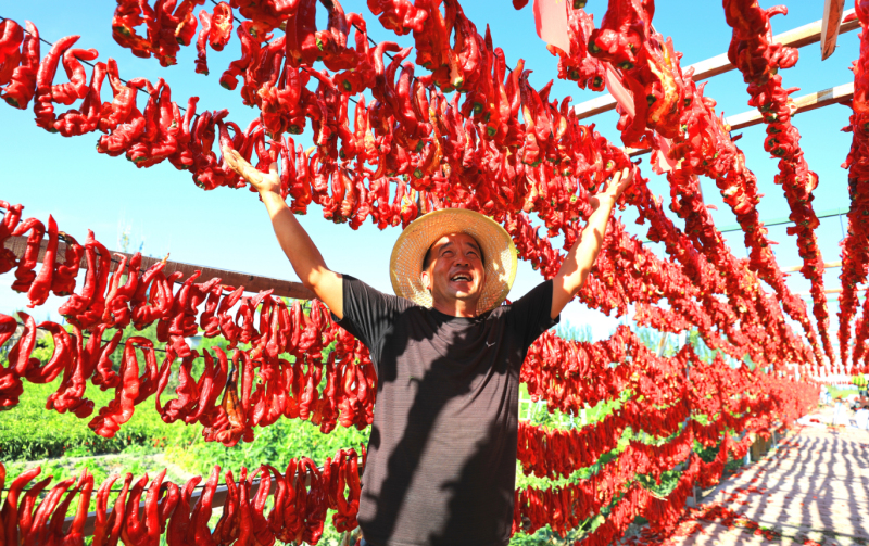 走进焉耆县各乡镇一串串火红的辣椒被村民们用线穿起来。杨志荣摄