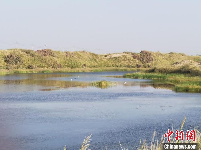 新疆南部湿地秋日风光迷人