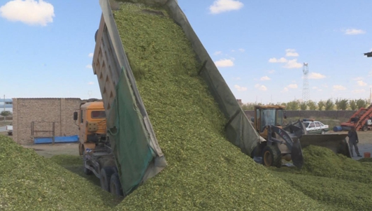 新疆木垒县5万余亩青储玉米获订单式收购
