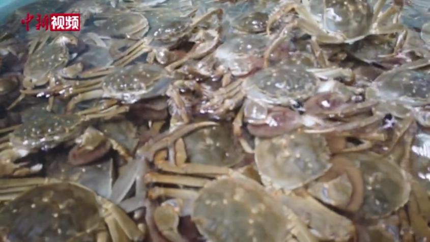 新疆：第一批成熟螃蟹銷往長三角