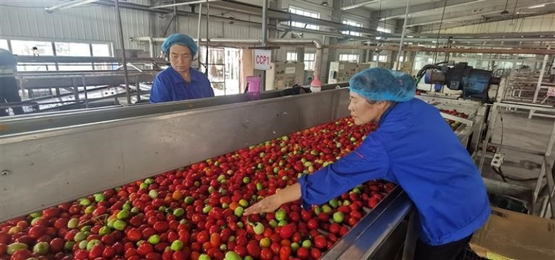 新疆昌吉州番茄进入采收期 加工企业忙生产