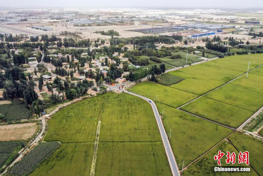 【沿着河湖看新疆】走进和田：沙漠边上的万亩水稻田