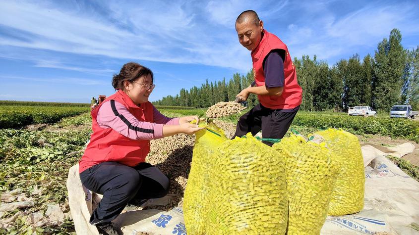 9月7日，驻村工作队队员、村“两委”干部在帮助农民把清理好的花生装袋。华岩明摄 