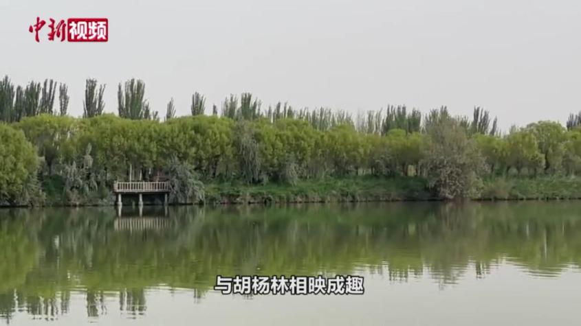 新疆澤普：昆侖山腳下的水上胡楊林