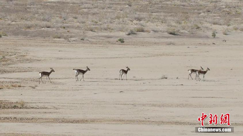 新疆古爾班通古特沙漠：鵝喉羚結隊覓食