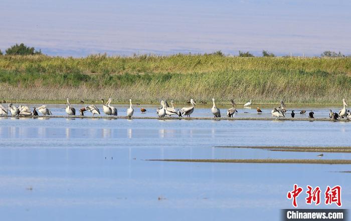 新疆艾比湖湿地候鸟开始迁徙