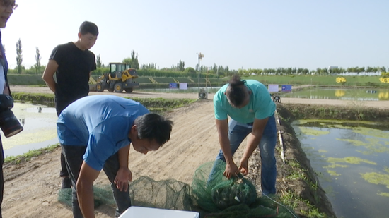 致富经小龙虾_致富经小龙虾养殖视频播放_致富经龙虾养殖视频全集