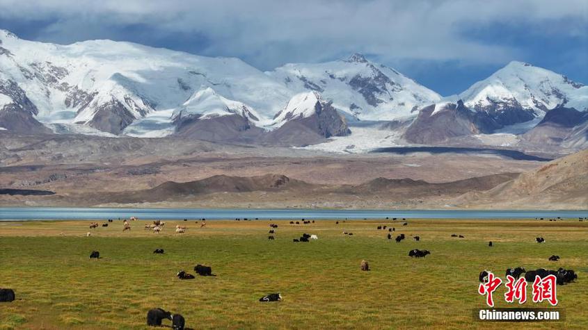 新疆阿克陶縣：12萬頭帕米爾牦牛開啟秋季轉場