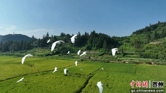 成群白鹭在锦屏县敦寨镇万亩大坝里展翅高飞。