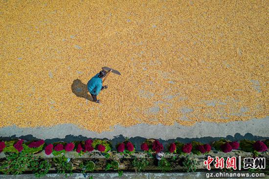 贵州省黔西市洪水镇农民在晾晒玉米（无人机照片）。