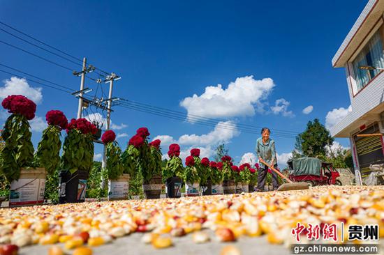 贵州省黔西市洪水镇农民在晾晒玉米。