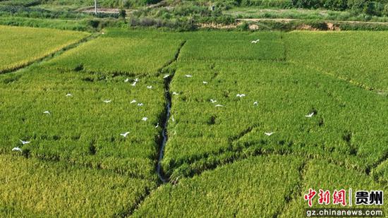 成群白鹭在锦屏县敦寨镇万亩大坝里展翅高飞。