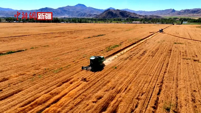 青河縣9.6萬畝小麥獲國家種糧補貼政策1700萬元