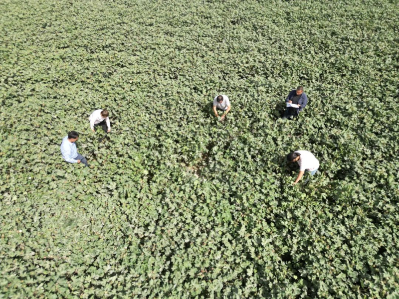 新疆尉犁县100余万亩棉花进入测产期 助力丰产丰收