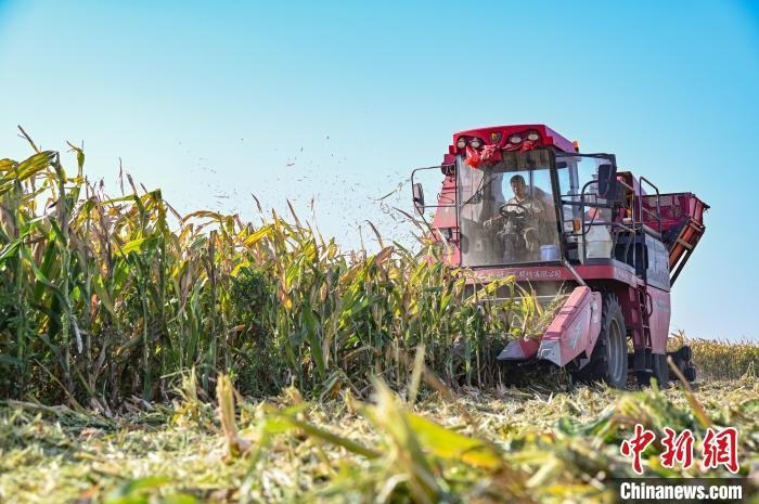 新疆昌吉：制种玉米获丰收 农户晾晒忙
