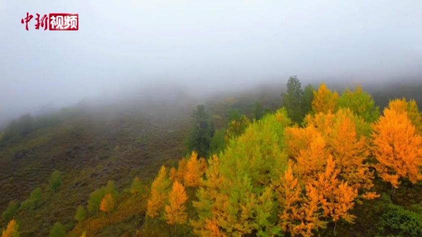 新疆禾木：云霧籠罩顯秋意