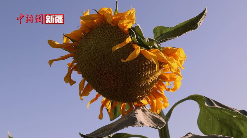 新疆庫車：邂逅霞光中的向日葵