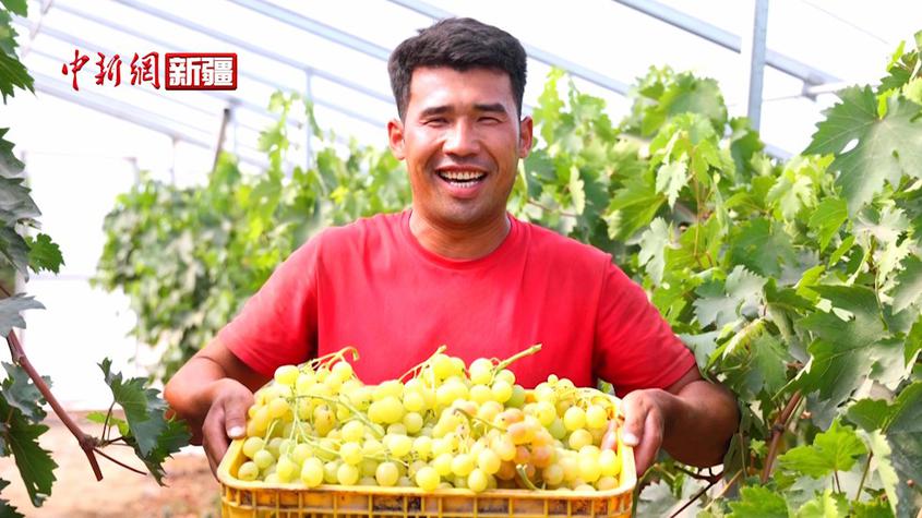 新疆烏什縣：兩萬余畝鮮食葡萄喜獲豐收?