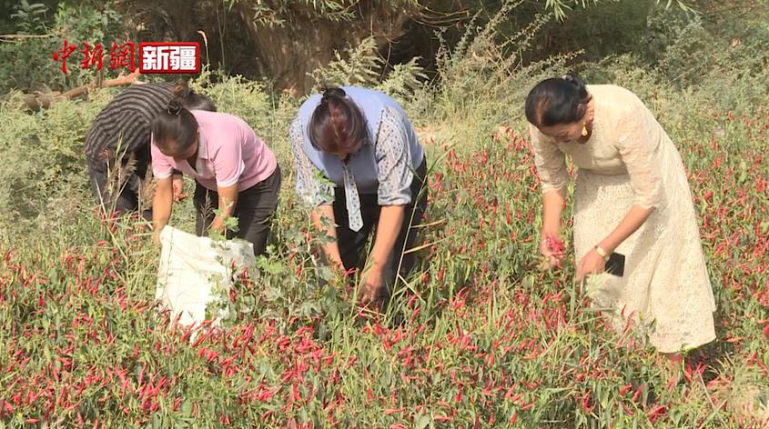 新疆阿瓦提縣：萬余畝辣椒喜獲豐收