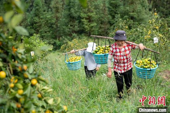 村民在贵州省从江县丙妹镇大塘村南瓦柑橘园挑运刚收获的柑橘。吴德军 摄