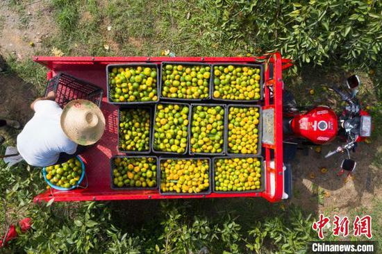 村民在贵州省从江县丙妹镇大塘村南瓦柑橘园将刚收获的柑橘装车。吴德军 摄