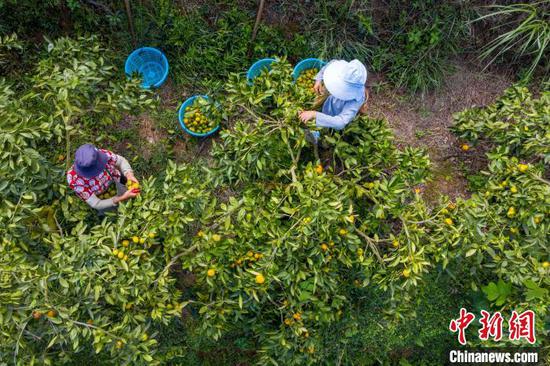 村民在贵州省从江县丙妹镇大塘村南瓦柑橘园采摘柑橘。吴德军 摄