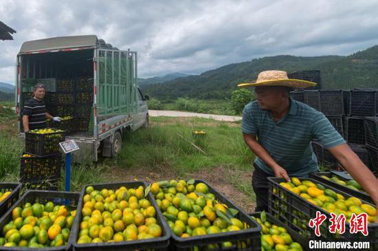 村民在贵州省从江县丙妹镇大塘村南瓦柑橘园销售柑橘。吴德军 摄