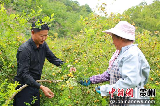 种植大户给村民示范刺梨选品采摘。黄梅梅摄