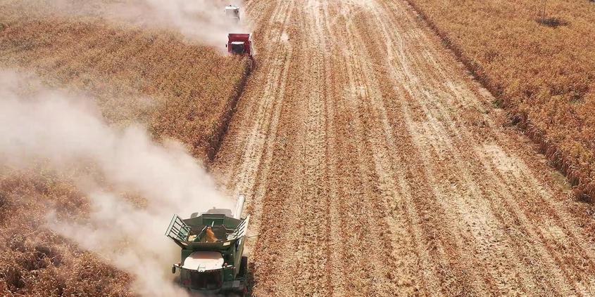 新疆和田市：13万余亩玉米丰收 机械化收割奏响“丰收曲”