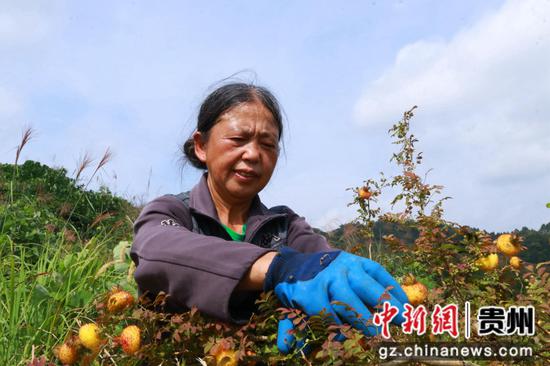 村民采摘刺梨鲜果。黄梅梅摄