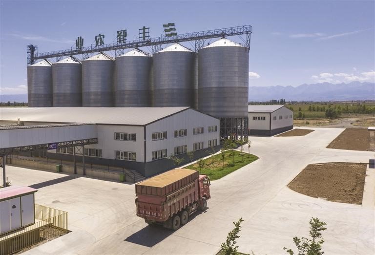 　　满载小麦的车辆驶入加工厂。

