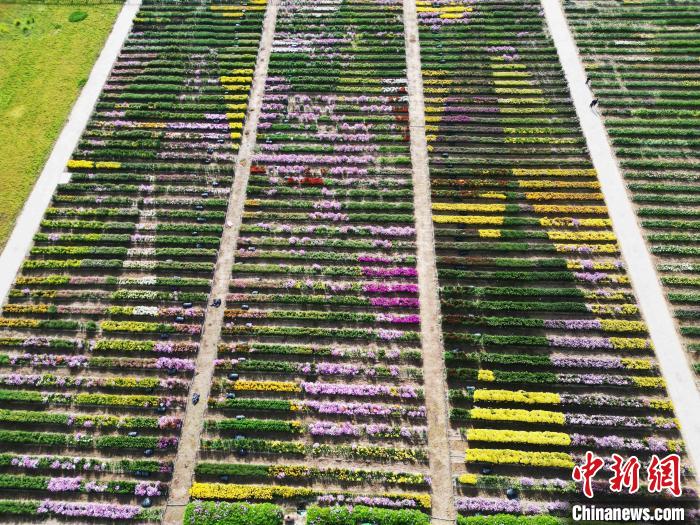 新疆昌吉逾1000個品種菊花盛開香滿園