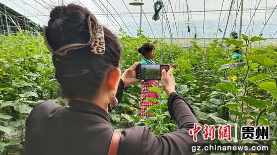 图为华文媒体代表拍摄正在管护蔬菜的朱昌镇科技示范园务工工人。易康宁 摄