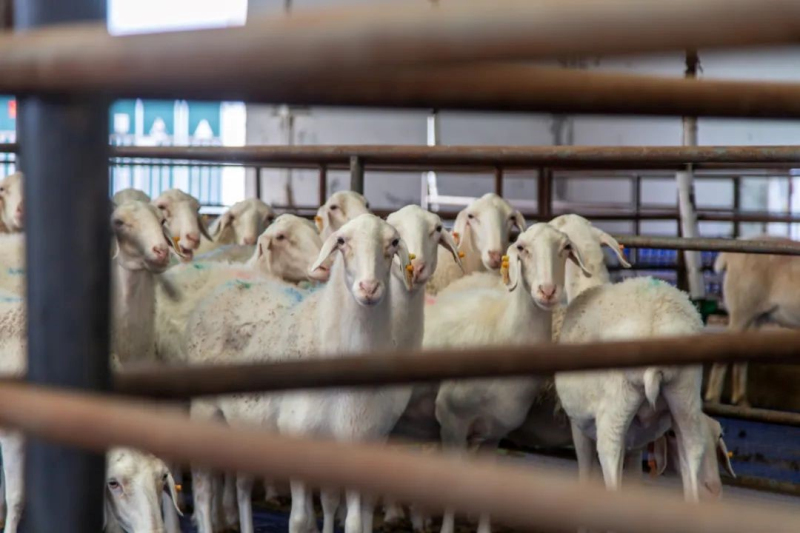 新疆精河县加快养殖现代化 用“科技”养出好羊