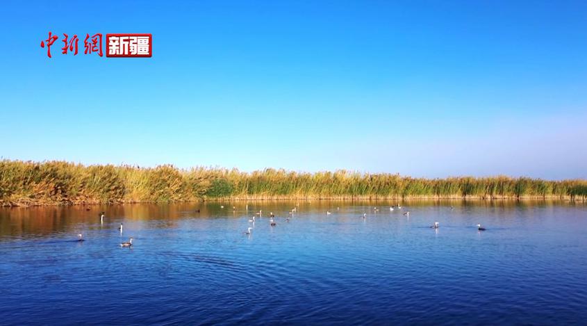 新疆阿瓦提縣：艾西曼濕地秋景如畫