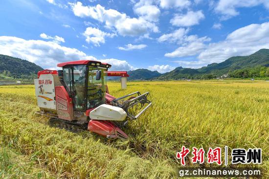 9月18日，农民在贵州省铜仁市松桃苗族自治县普觉镇水稻种植基地收割稻谷。