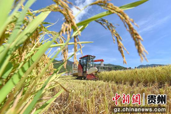 9月18日，农民在贵州省铜仁市松桃苗族自治县普觉镇水稻种植基地收割稻谷。