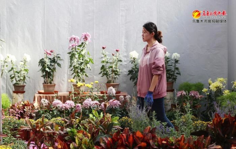 在市植物园内，工作人员正在精心准备菊花展。记者石磊摄