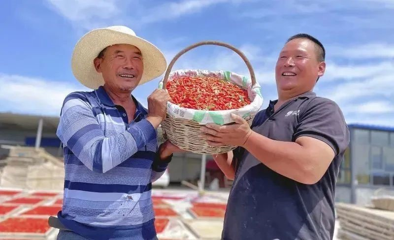 中國農民豐收節 | 精河縣：金秋繪就豐收圖